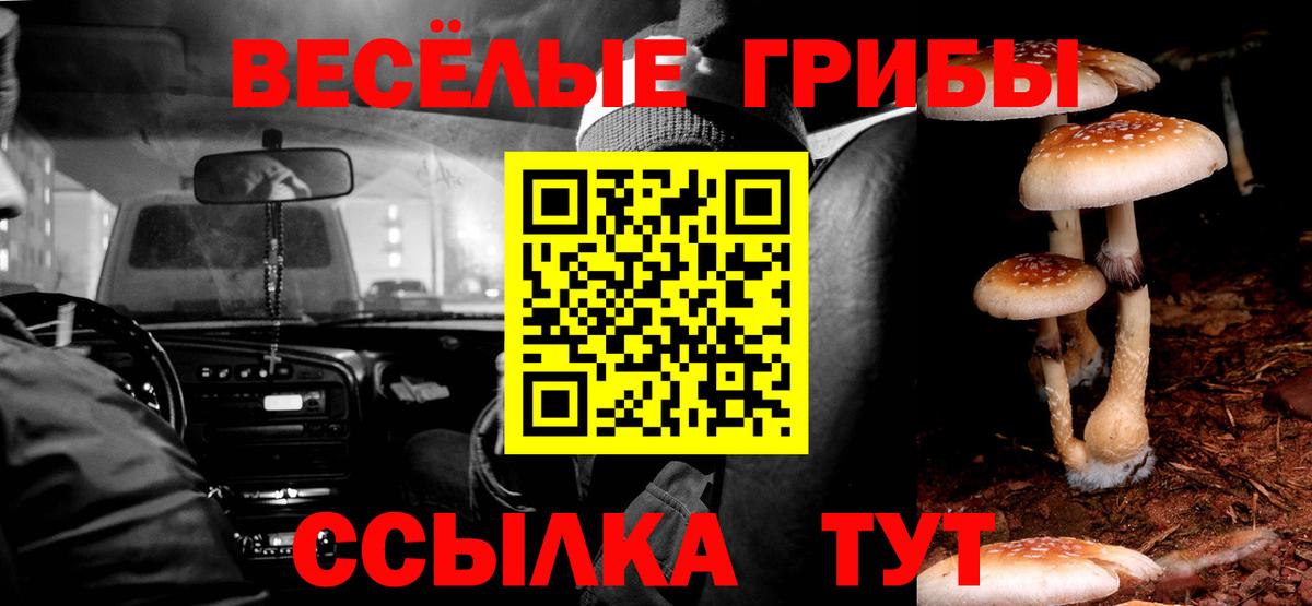 Псилоцибиновые грибы Psilocybe Знаменск